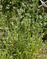 Plancia ëd Cryptantha maritima (Greene) Greene