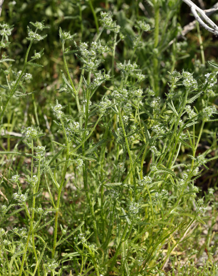 Plancia ëd Cryptantha maritima (Greene) Greene