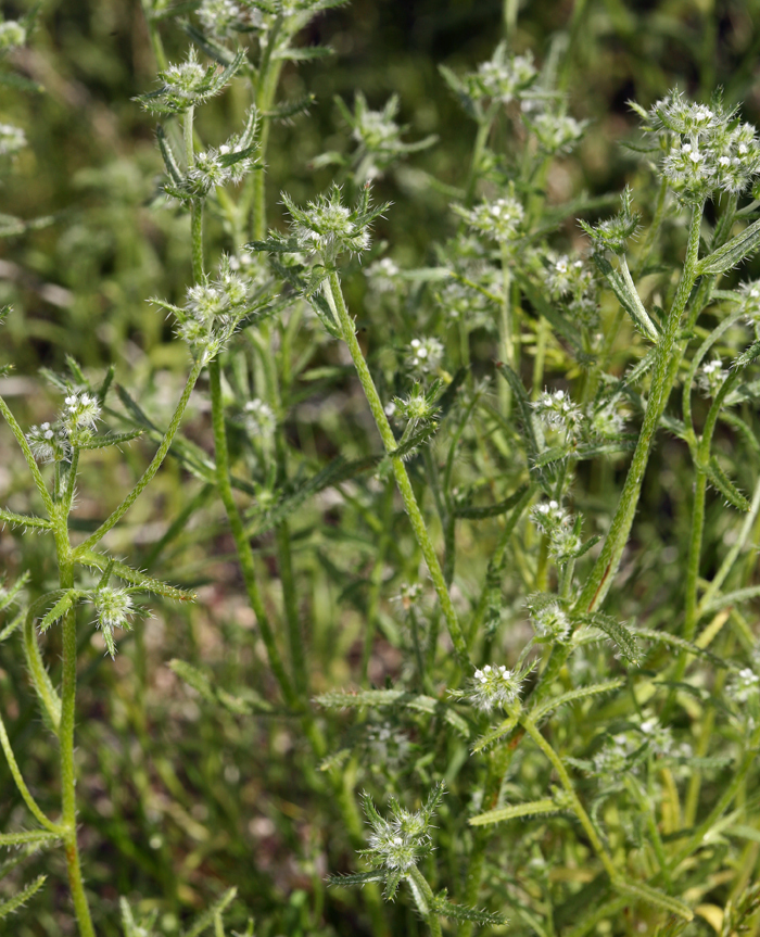 Image de Cryptantha maritima (Greene) Greene