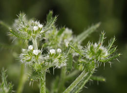 Plancia ëd Cryptantha maritima (Greene) Greene