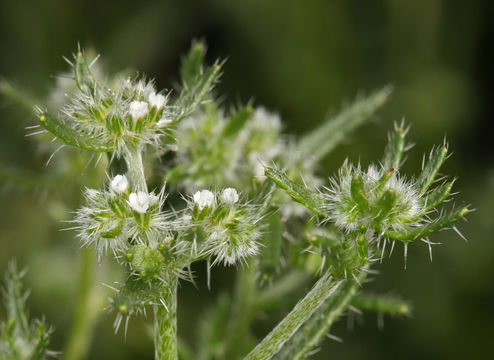 Sivun Cryptantha maritima (Greene) Greene kuva