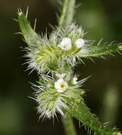 صورة Cryptantha maritima (Greene) Greene