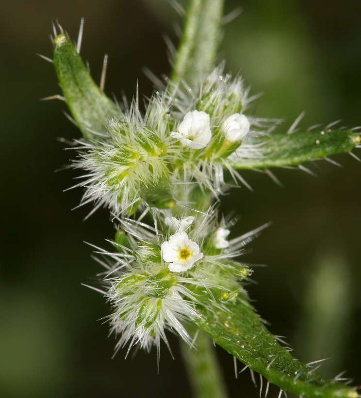 Image de Cryptantha maritima (Greene) Greene