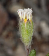 Image of white easterbonnets