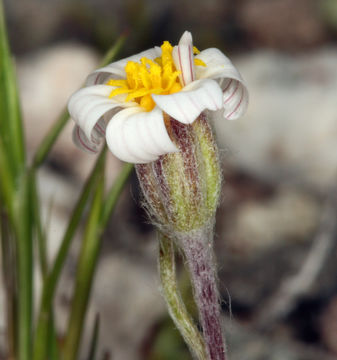 Image of white easterbonnets