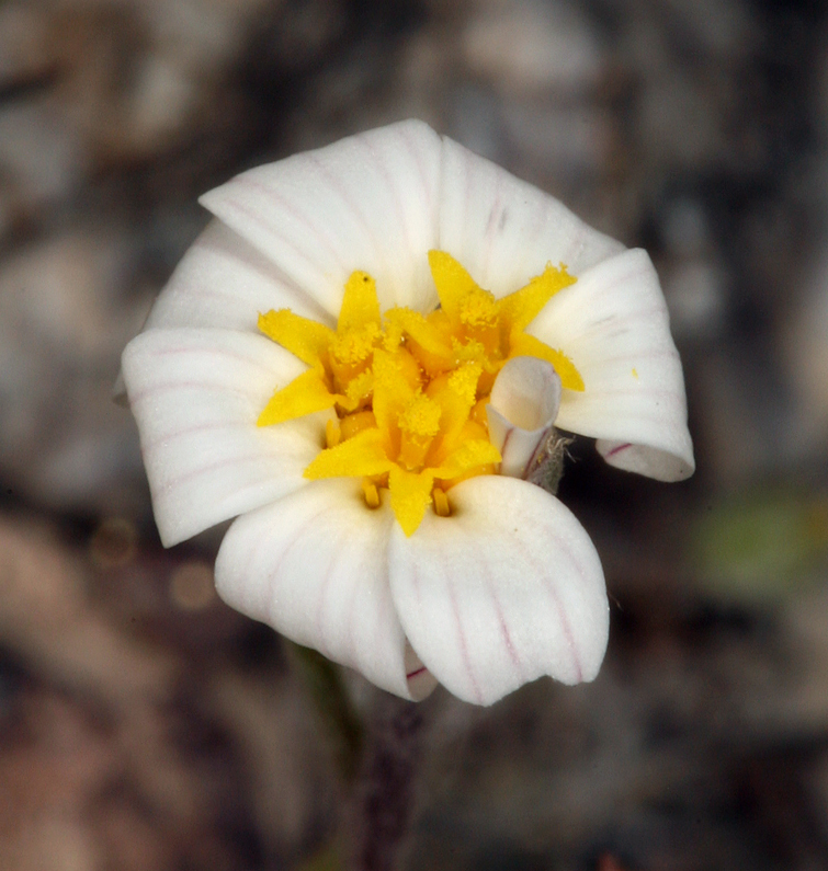 Image of white easterbonnets