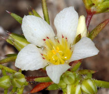 Image de Linanthus demissus (A. Gray) Greene