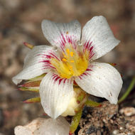 Image de Linanthus demissus (A. Gray) Greene