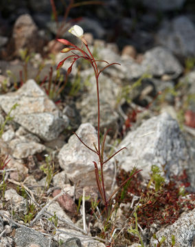 Image of narrowleaf suncup