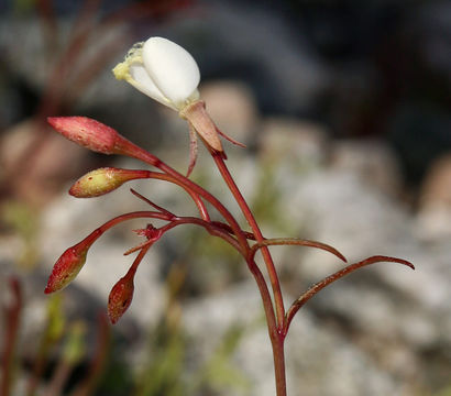 Eremothera refracta (S. Watson) W. L. Wagner & Hoch resmi