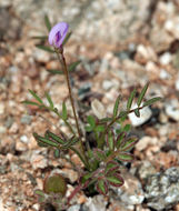 Sivun Astragalus nuttallianus var. imperfectus (Rydb.) Barneby kuva