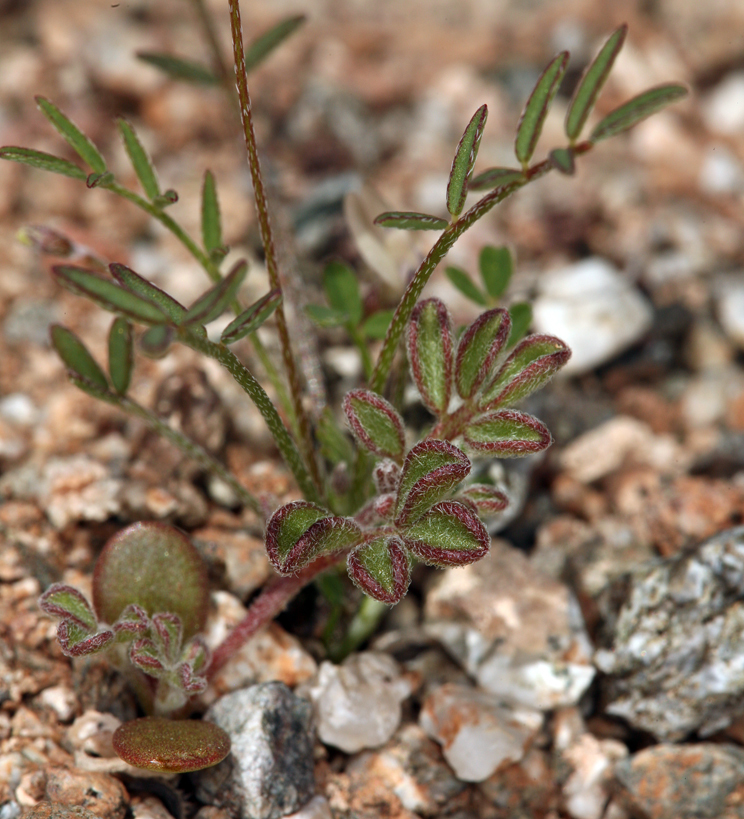 Imagem de Astragalus nuttallianus var. imperfectus (Rydb.) Barneby