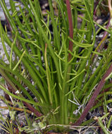 Image of smooth desertdandelion