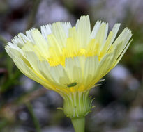 Image of smooth desertdandelion