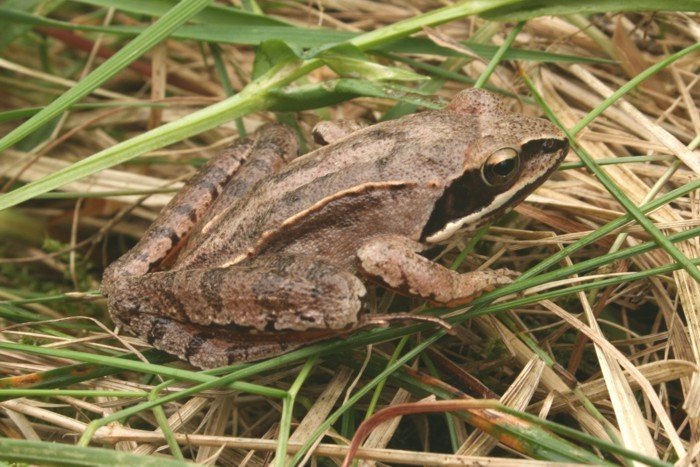 Image of Agile Frog