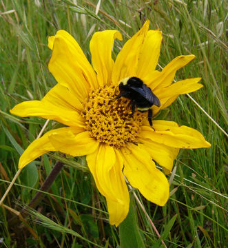 Wyethia angustifolia (DC.) Nutt. resmi