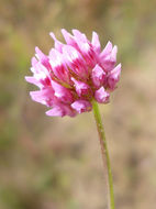 Sivun Trifolium ciliolatum Benth. kuva