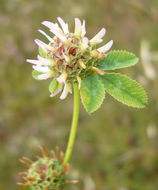 Image of clustered clover