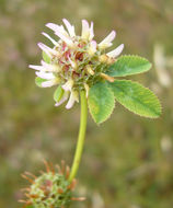 Image de Trifolium glomeratum L.