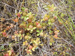 Image of clustered clover