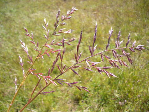 Image of <i>Festuca perennis</i>