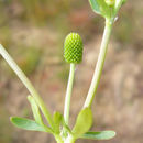 Слика од Ranunculus sceleratus L.