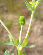 Слика од Ranunculus sceleratus L.