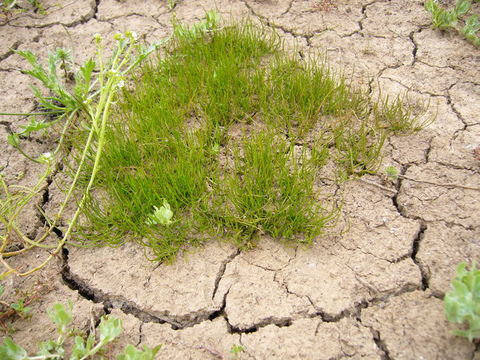 Image of American pillwort