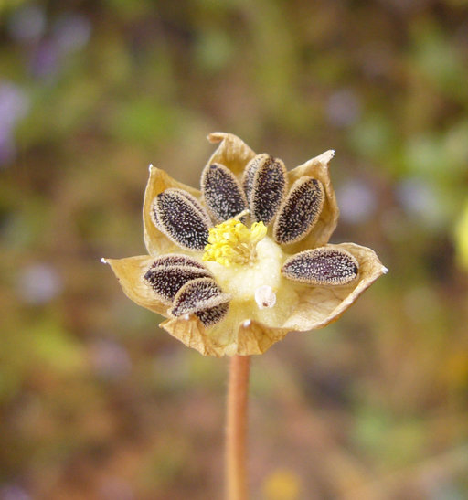 Plancia ëd Blennosperma bakeri C. B. Heiser