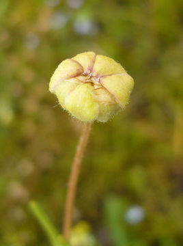 Plancia ëd Blennosperma bakeri C. B. Heiser