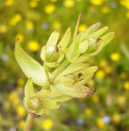 Image de Gratiola ebracteata Benth. ex A. DC.