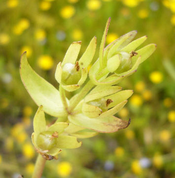 Image of bractless hedgehyssop