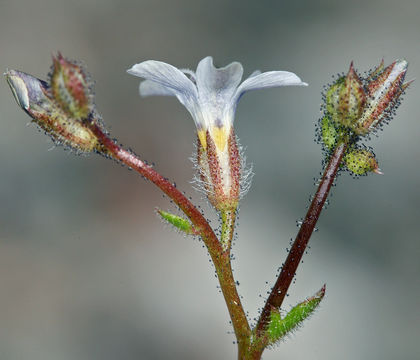 Image of star gilia