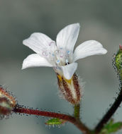 Image of star gilia