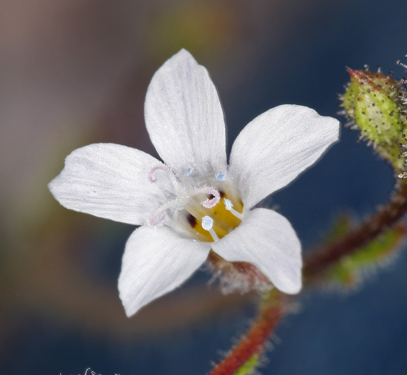 Image of star gilia