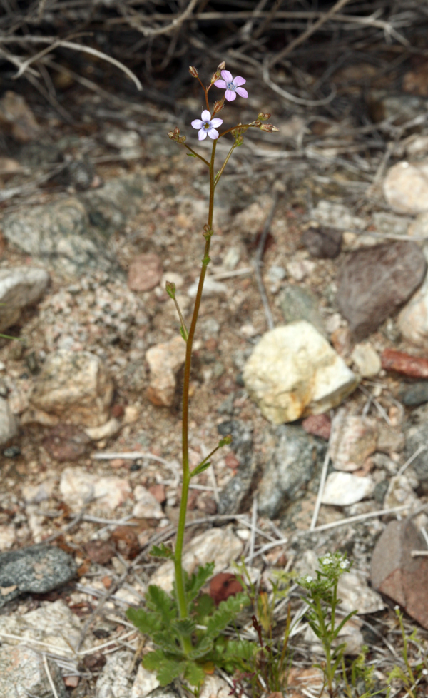 Image of rock gilia