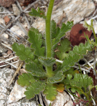 Image of rock gilia