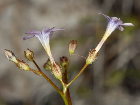 Image of rock gilia