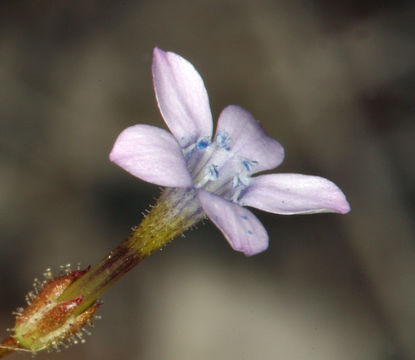 Image of rock gilia