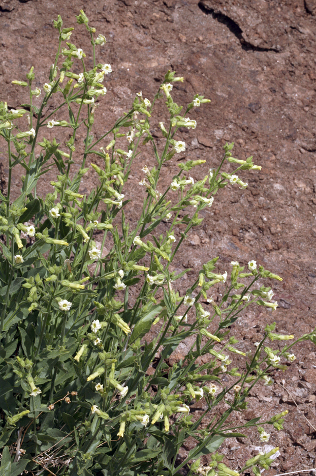 Image of desert tobacco,