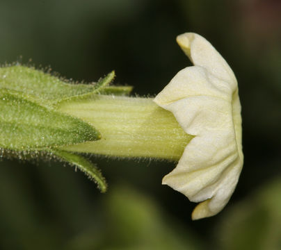 Image of desert tobacco,