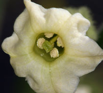 Image of desert tobacco,