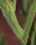 Image of desert tobacco,