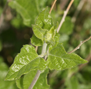 صورة Bahiopsis parishii (Greene) E. E. Schilling & Panero