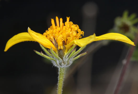 صورة Bahiopsis parishii (Greene) E. E. Schilling & Panero