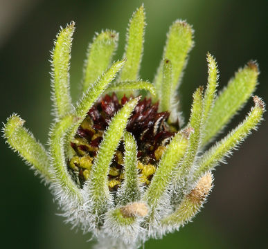 صورة Bahiopsis parishii (Greene) E. E. Schilling & Panero