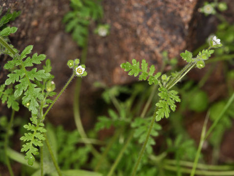 Image de Eucrypta chrysanthemifolia var. bipinnatifida (Torr.) Constance