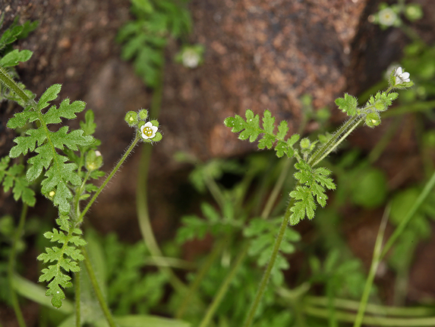 Image of spotted hideseed