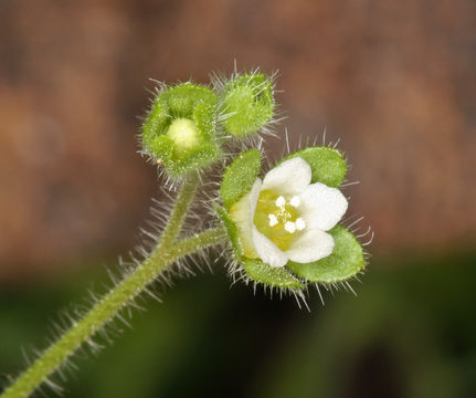 Image de Eucrypta chrysanthemifolia var. bipinnatifida (Torr.) Constance