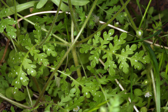 Image de Eucrypta chrysanthemifolia var. bipinnatifida (Torr.) Constance